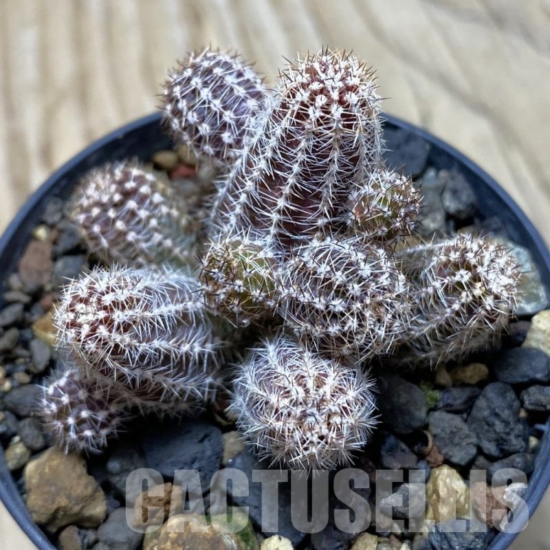 SH24786 Echinopsis silvestrii 'White'