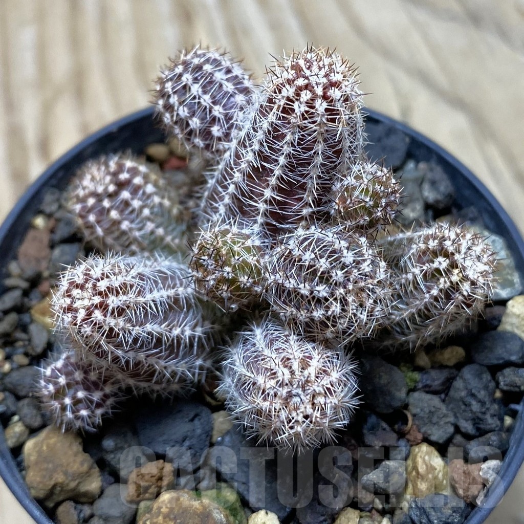 SH24786 Echinopsis silvestrii 'White'
