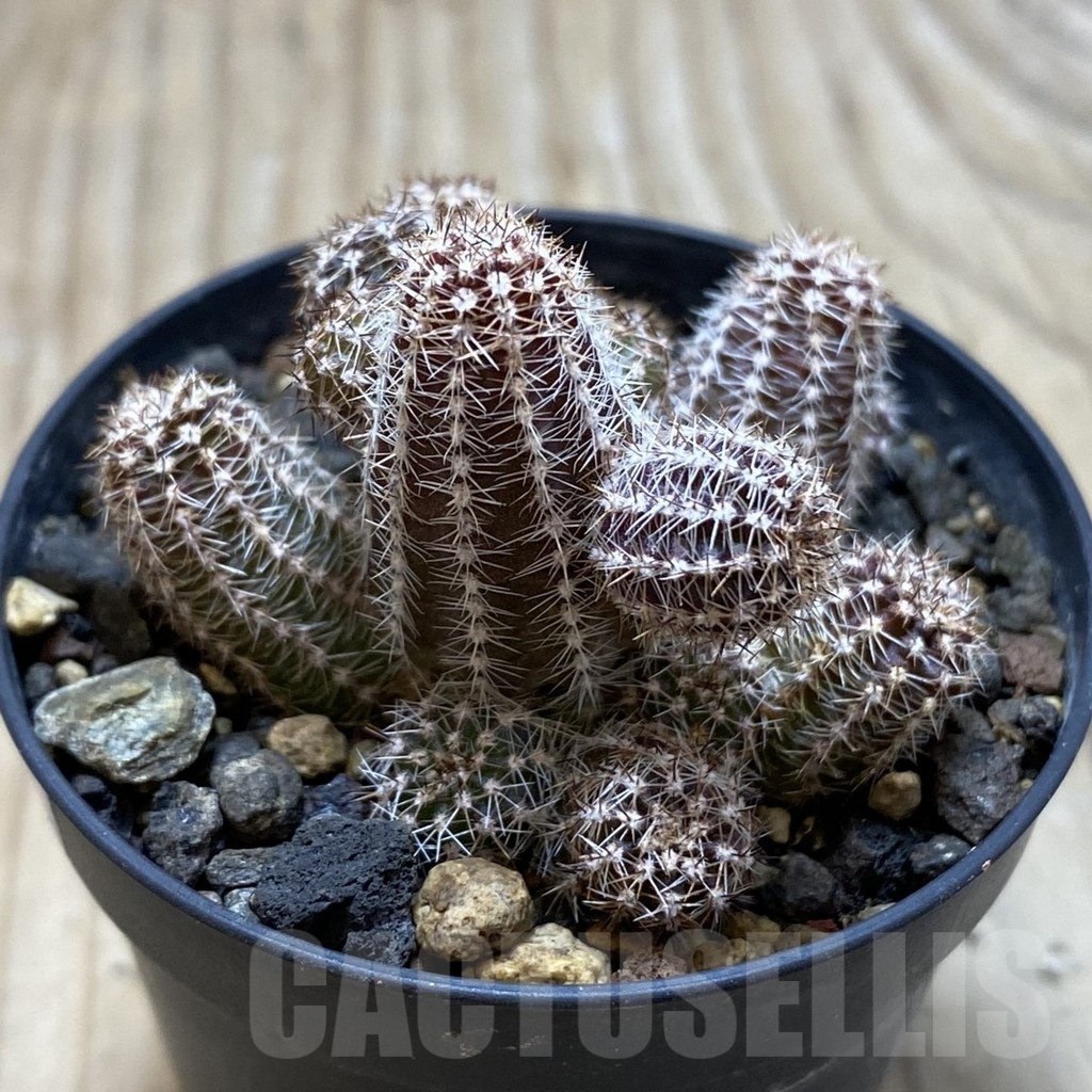 SH24786 Echinopsis silvestrii 'White' – Image 2