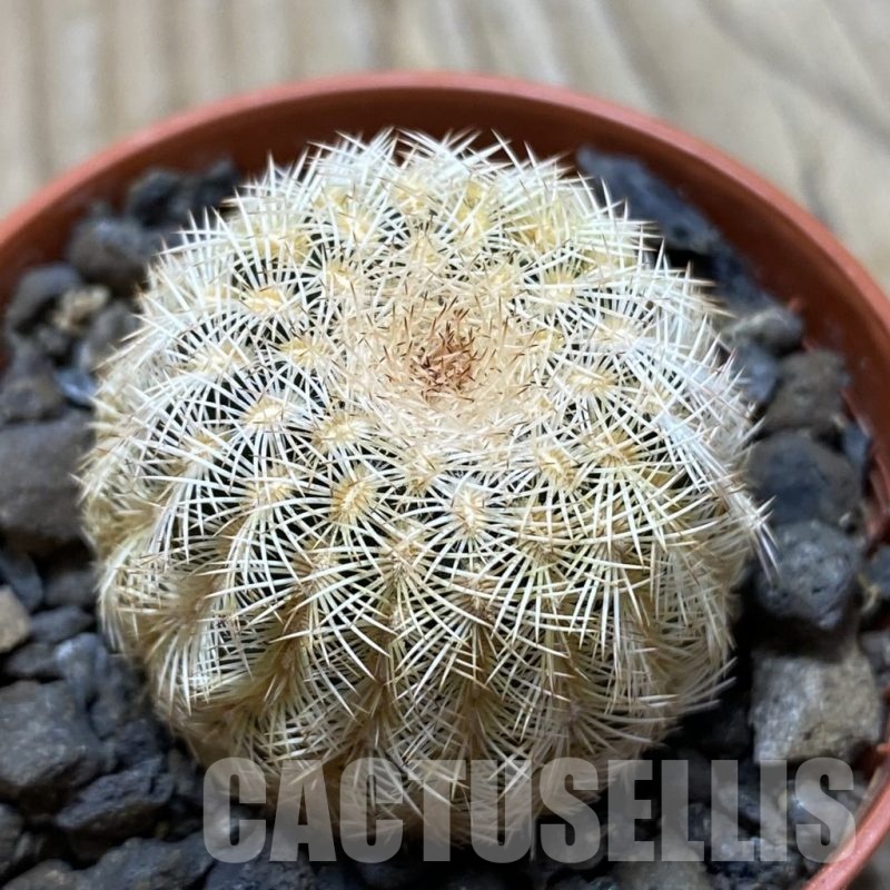 SH24787 Echinocereus reichenbachii v. minor