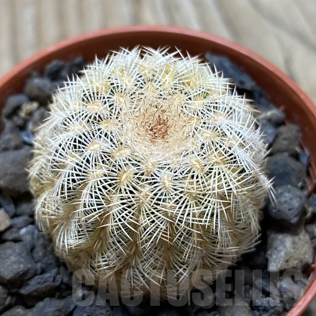 SH24787 Echinocereus reichenbachii v. minor