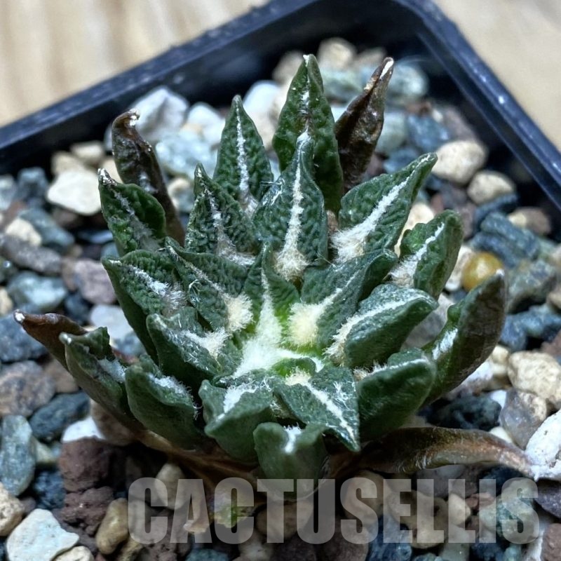 SH24754 Ariocarpus kotschoubeyanus hybrid, own roots