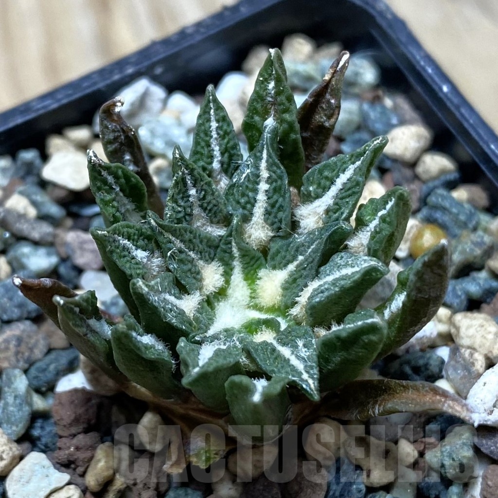 SH24754 Ariocarpus kotschoubeyanus hybrid, own roots