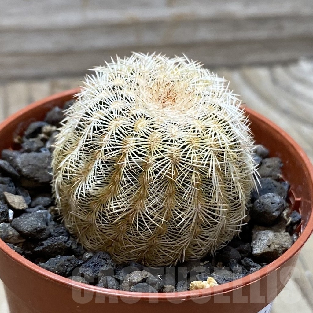SH24787 Echinocereus reichenbachii v. minor – Image 2