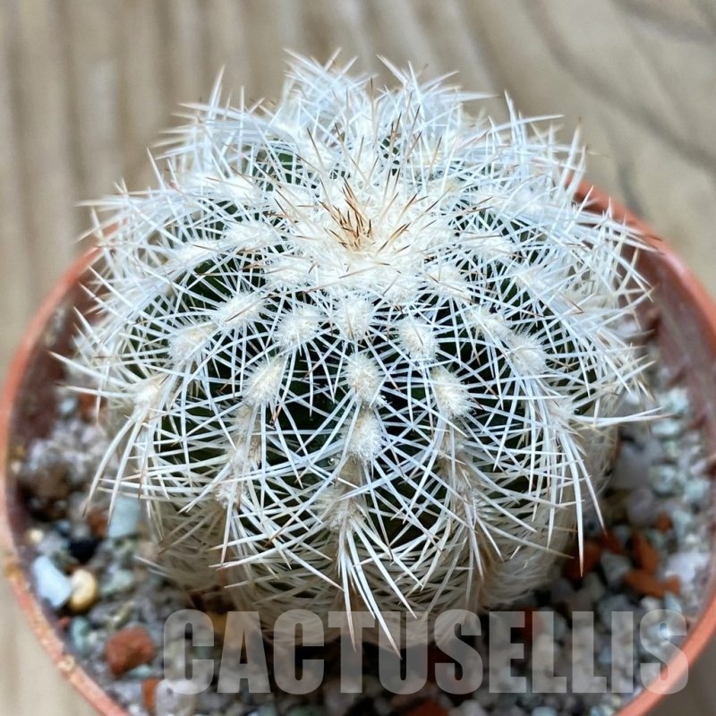 SH24788 Echinocereus reichenbachii SH