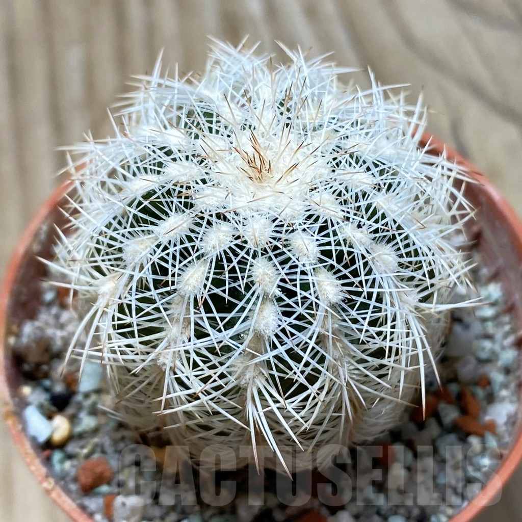 SH24788 Echinocereus reichenbachii SH