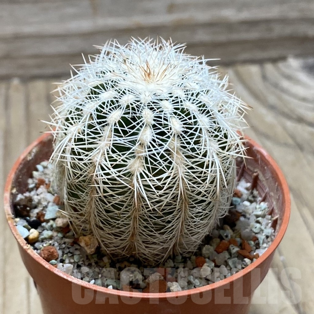 SH24788 Echinocereus reichenbachii SH - Image 2