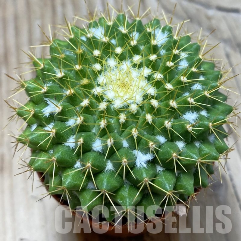 SH24789 Mammillaria marksiana