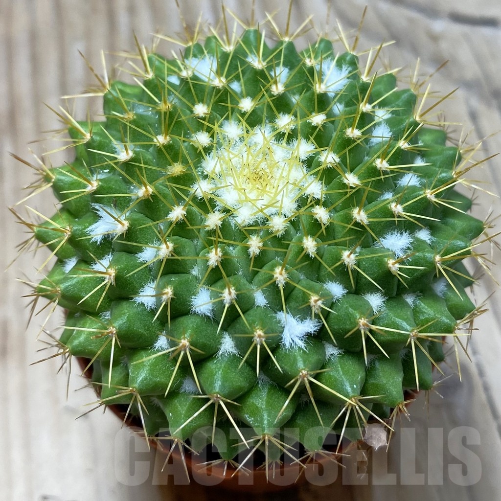SH24789 Mammillaria marksiana