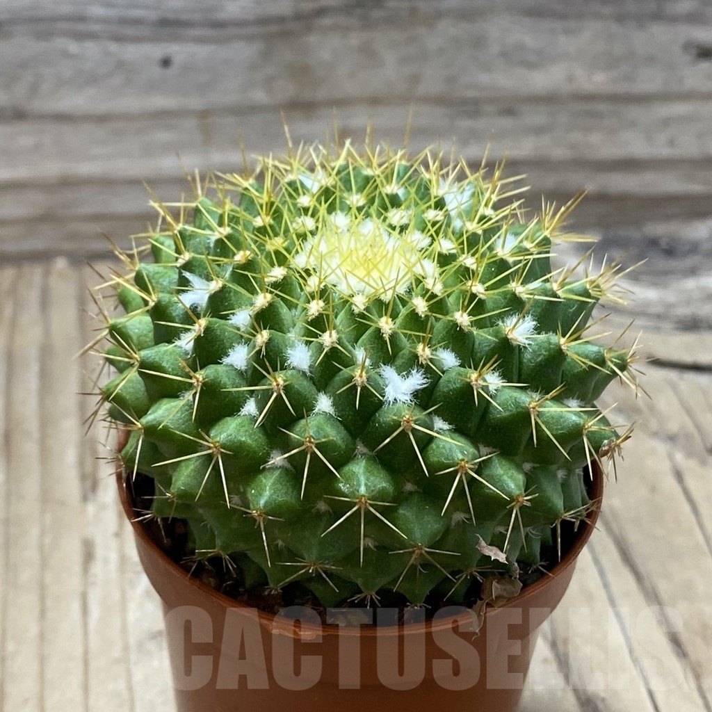 SH24789 Mammillaria marksiana - Image 2