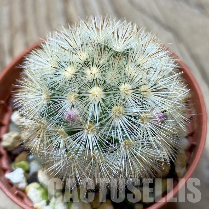 SH24790 Mammillaria laui v. subducta