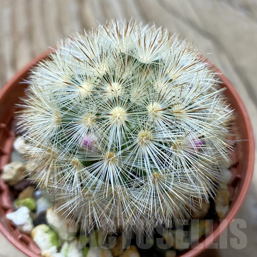 SH24790 Mammillaria laui v. subducta