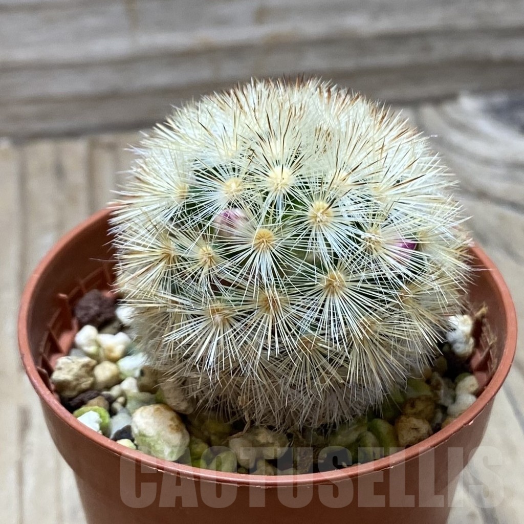 SH24790 Mammillaria laui v. subducta – Image 2
