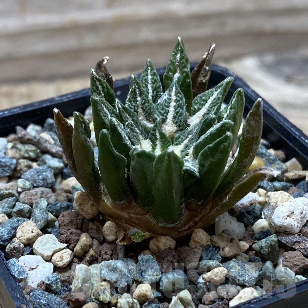 SH24754 Ariocarpus kotschoubeyanus hybrid, own roots - Image 2