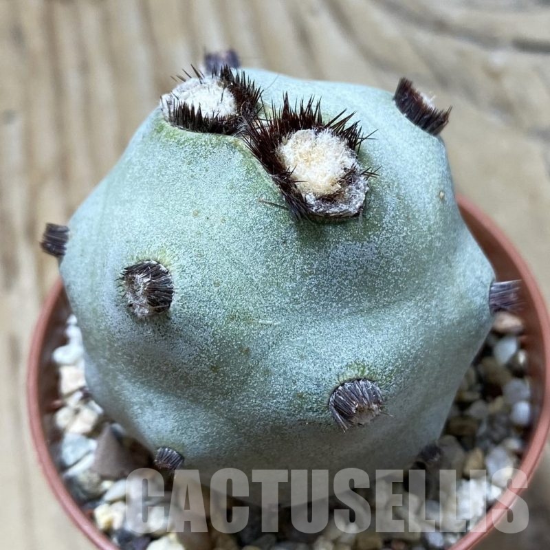 SH24791 Tephrocactus articulatus