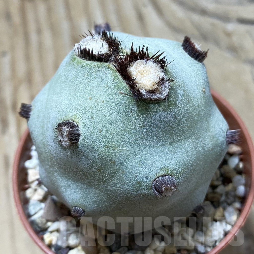 SH24791 Tephrocactus articulatus