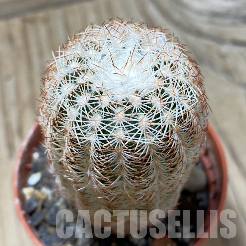 SH24792 Echinocereus reichenbachii