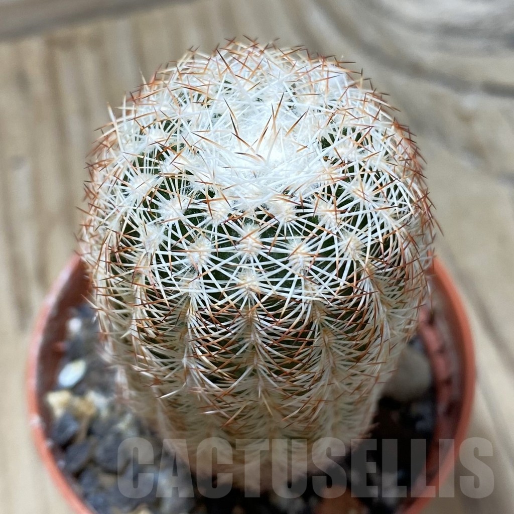 SH24792 Echinocereus reichenbachii