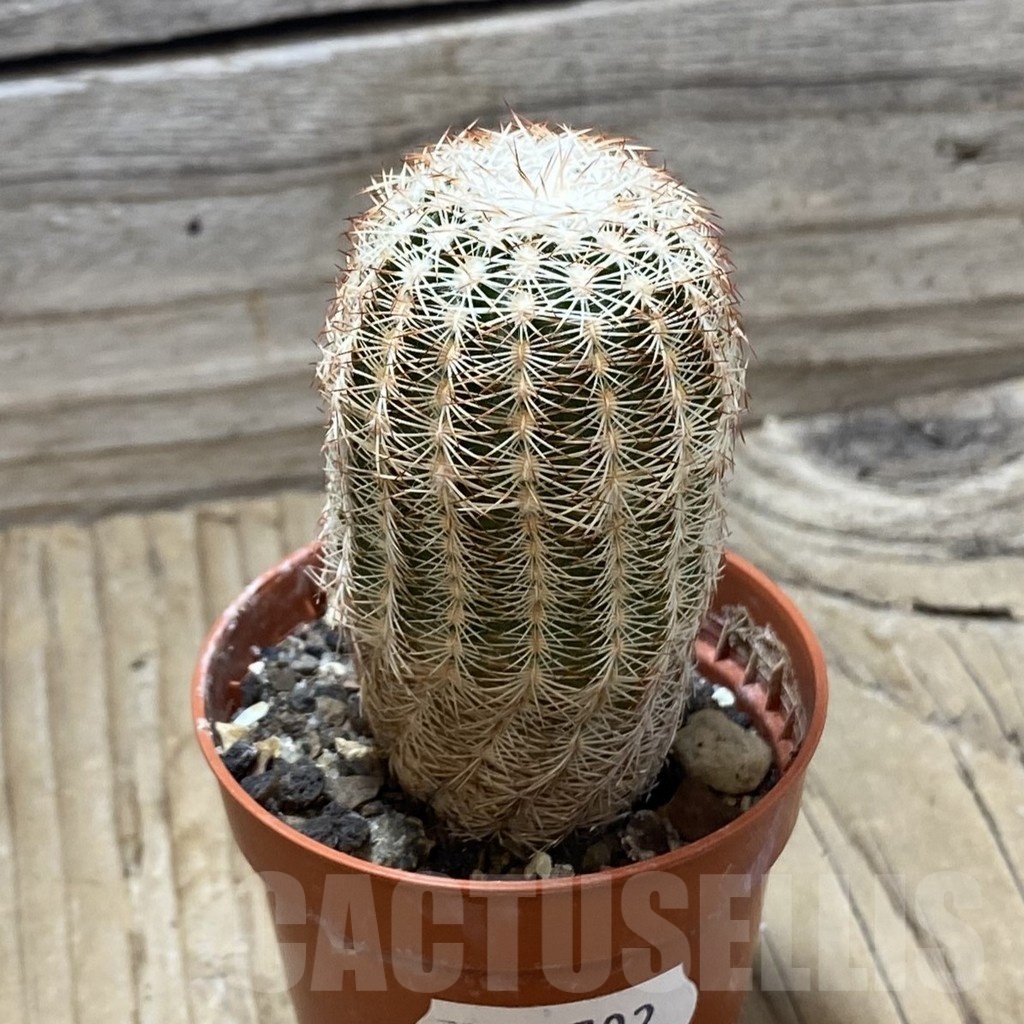 SH24792 Echinocereus reichenbachii - immagine 2