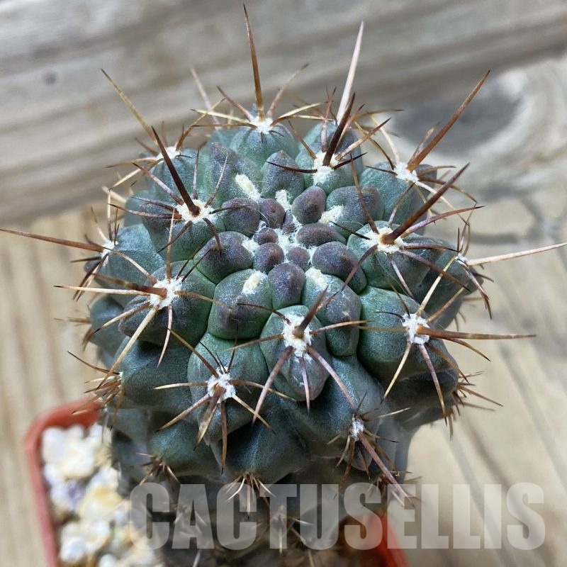 SH24793 Neochilenia aff. jussieui