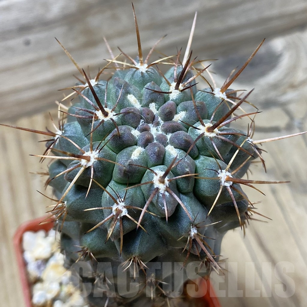 SH24793 Neochilenia aff. jussieui