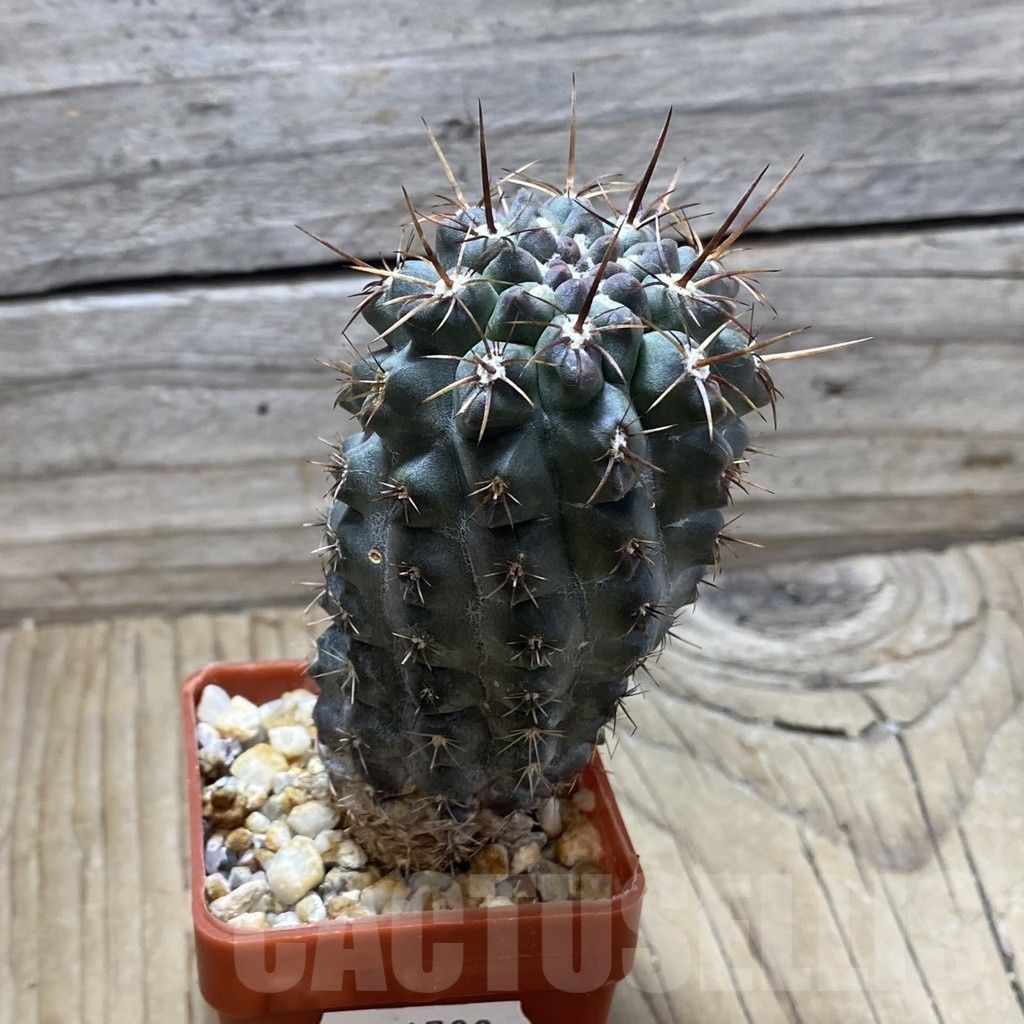 SH24793 Neochilenia aff. jussieui - Image 2