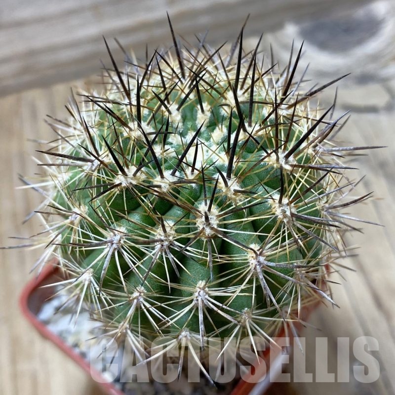 SH24794 Neoporteria subgibbosa