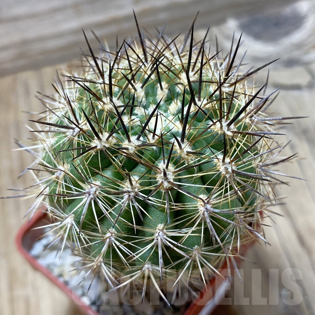 SH24794 Neoporteria subgibbosa