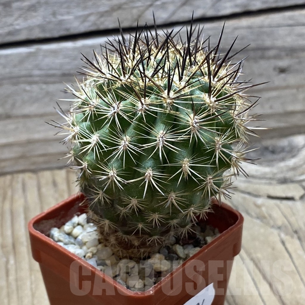 SH24794 Neoporteria subgibbosa – Image 2