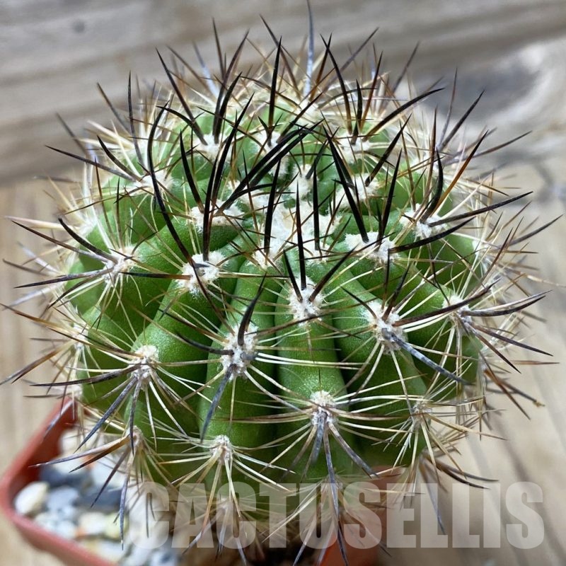 SH24795 Neoporteria subgibbosa