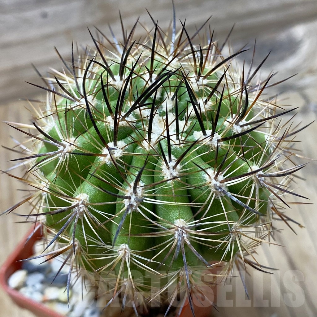 SH24795 Neoporteria subgibbosa