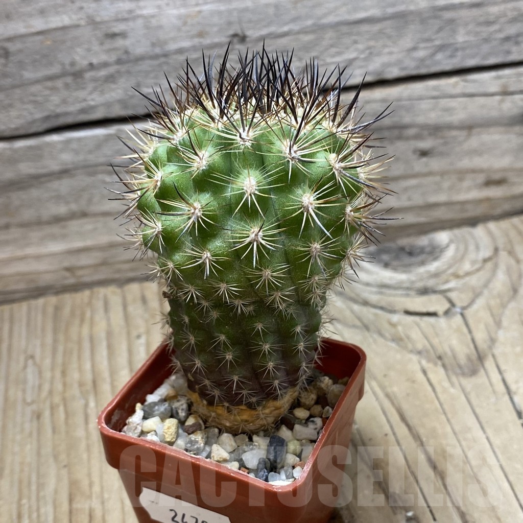 SH24795 Neoporteria subgibbosa – Image 2