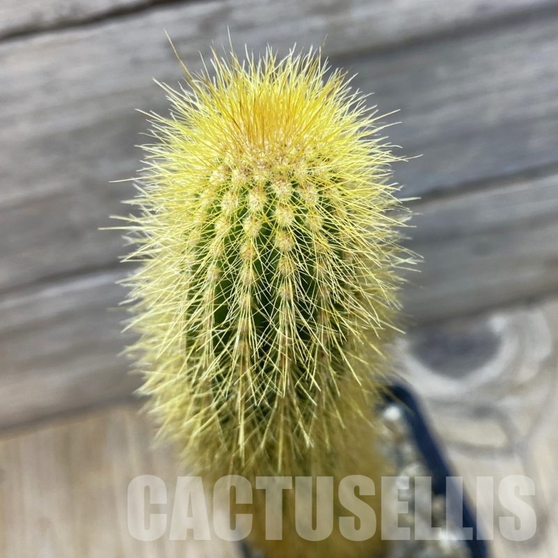 SH24796 Weberbauerocereus johnsonii