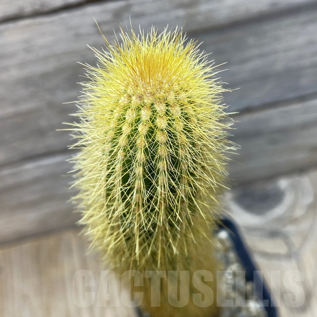 SH24796 Weberbauerocereus johnsonii