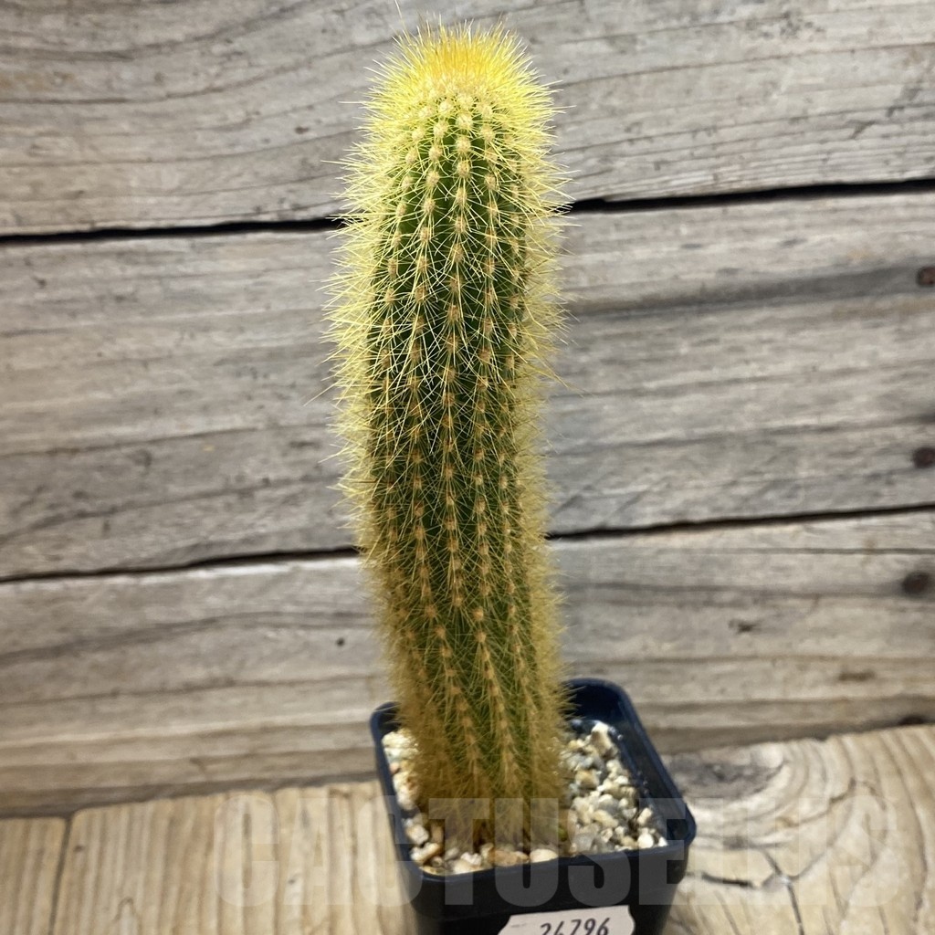 SH24796 Weberbauerocereus johnsonii - immagine 2