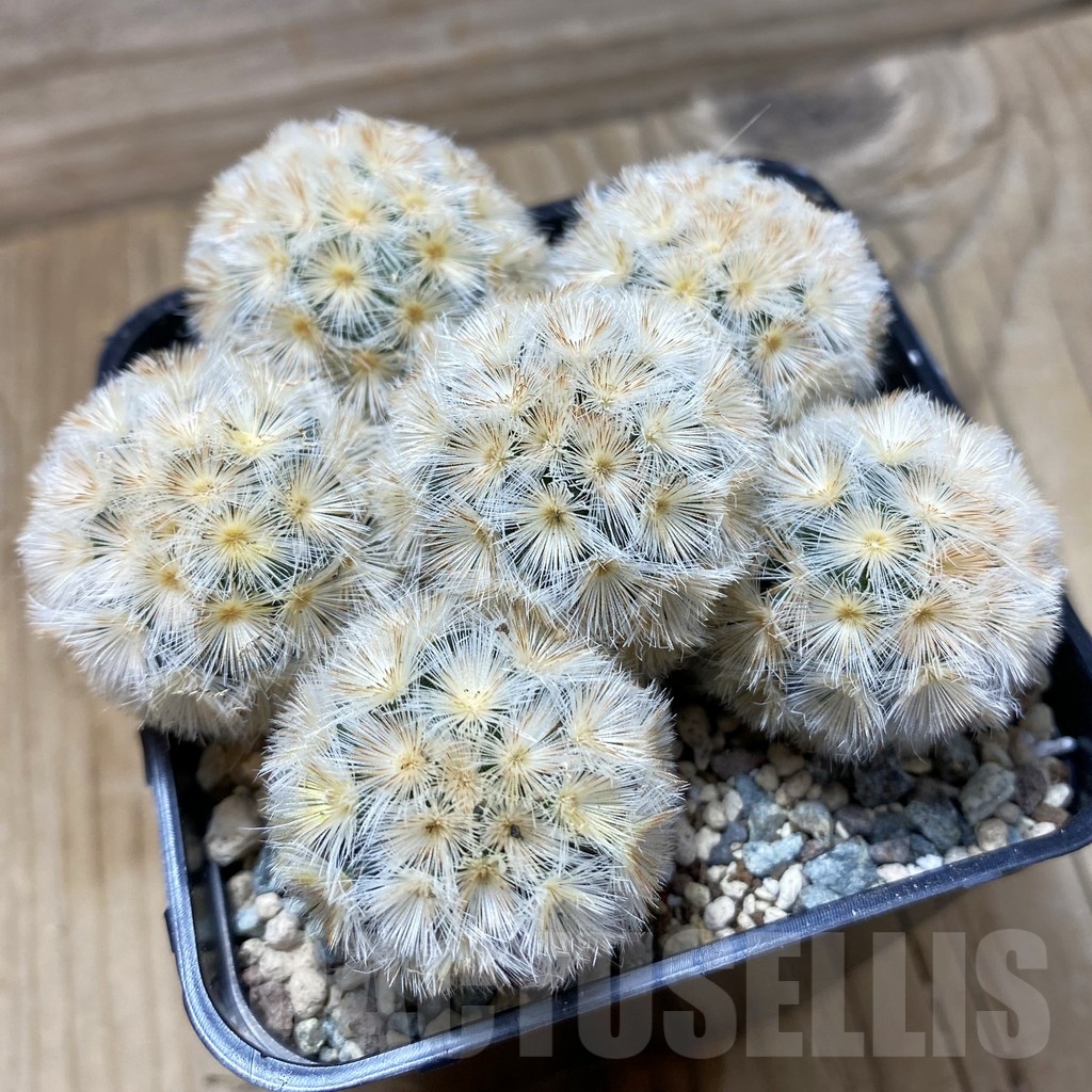 SH24797 Mammillaria carmenae ‘Buddha’ hybrid