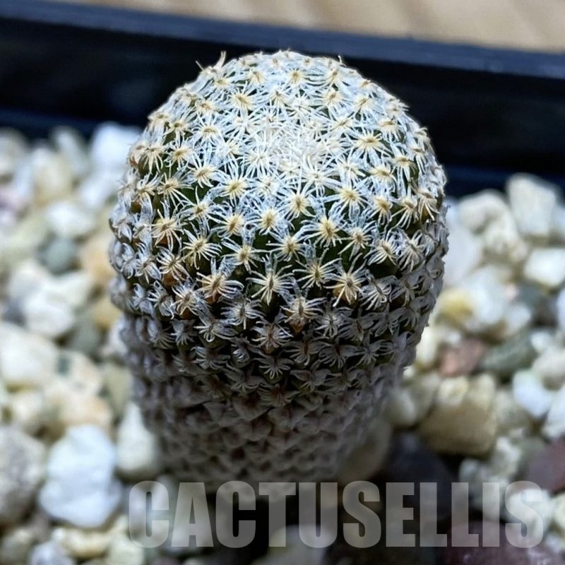 SH24755 Pelecyphora strobiliformis