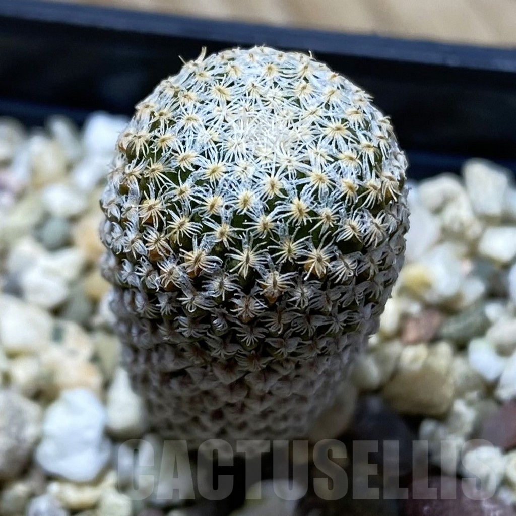 SH24755 Pelecyphora strobiliformis