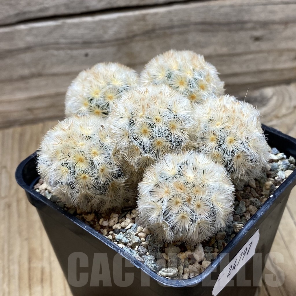 SH24797 Mammillaria carmenae ‘Buddha’ hybrid – Bild 2