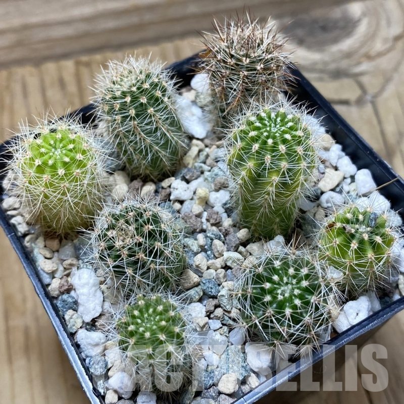 SH24798 Echinopsis hybrid, seedling