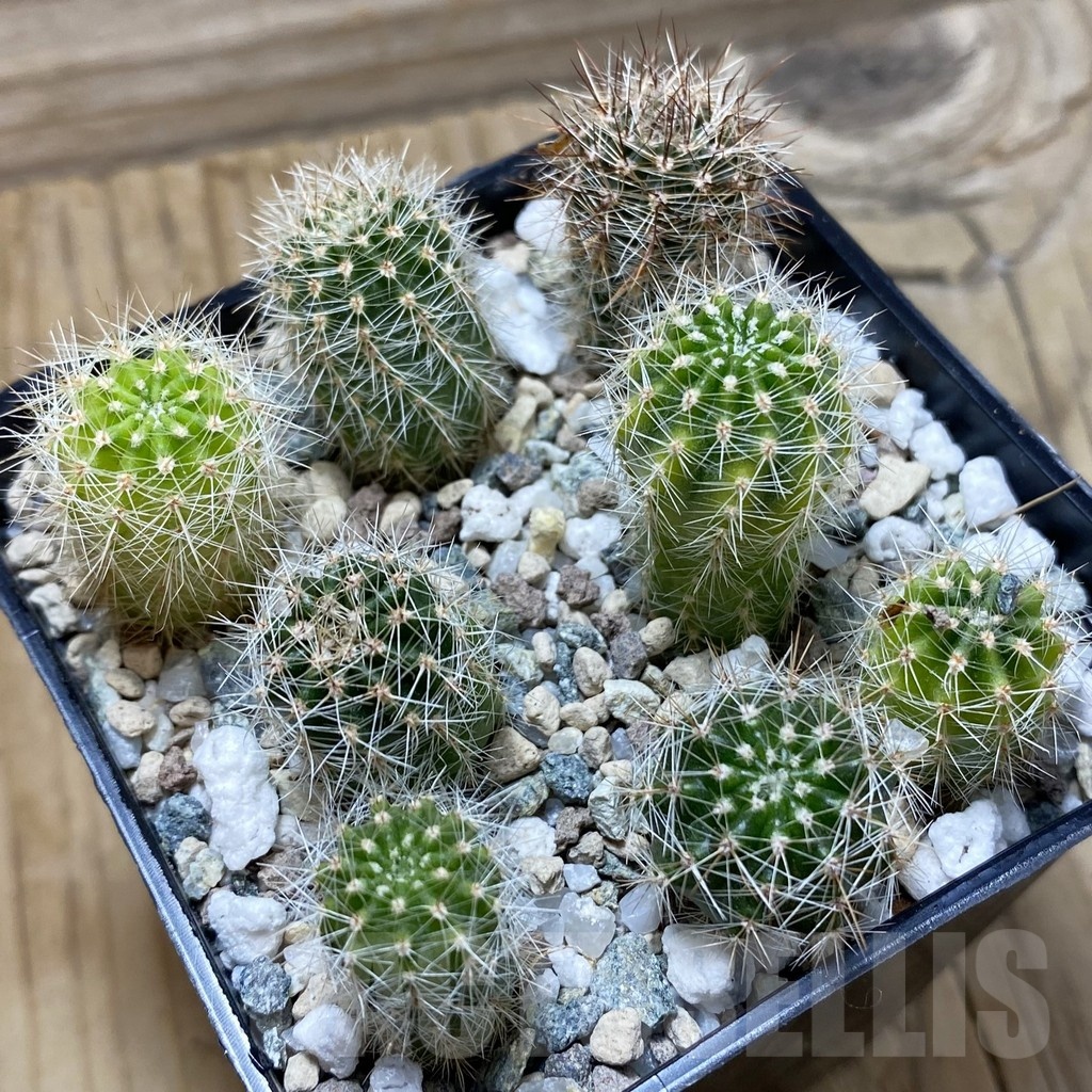 SH24798 Echinopsis hybrid, seedling
