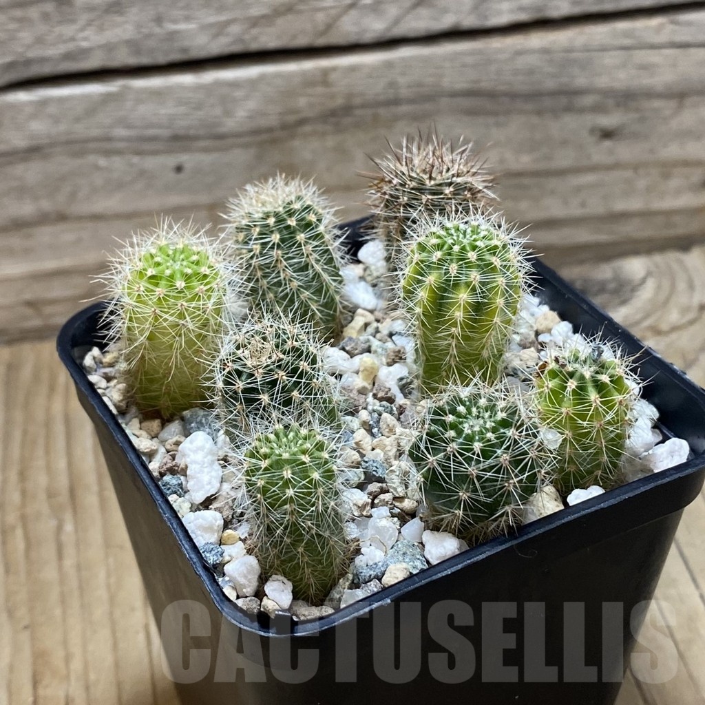 SH24798 Echinopsis hybrid, seedling - immagine 2