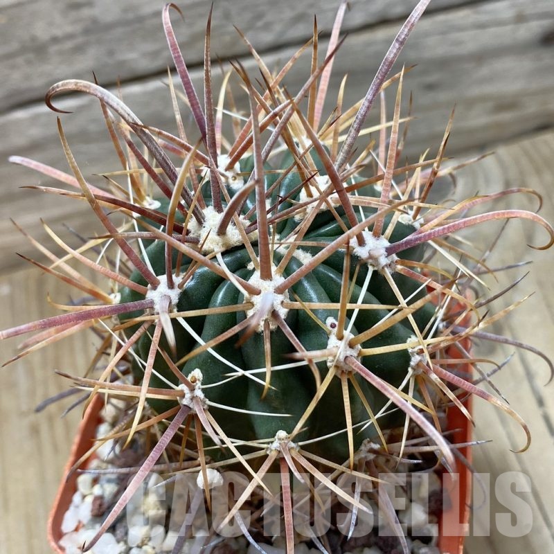 SH24799 Ferocactus fordii, 7 years old
