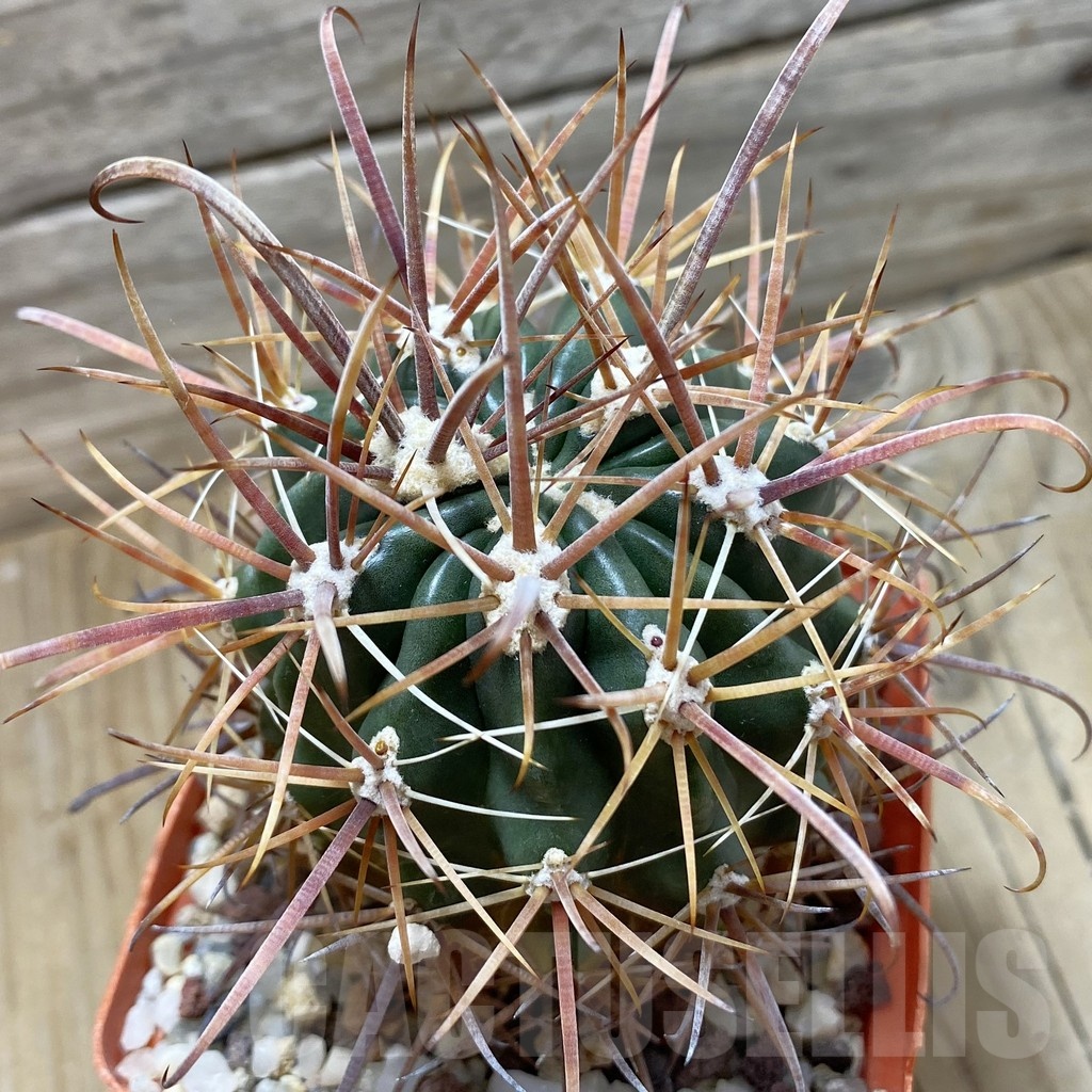 SH24799 Ferocactus fordii, 7 years old