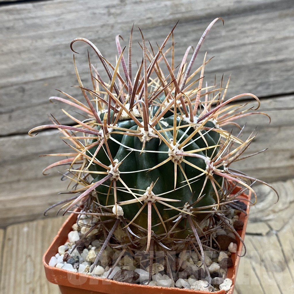 SH24799 Ferocactus fordii, 7 years old - Imagen 2