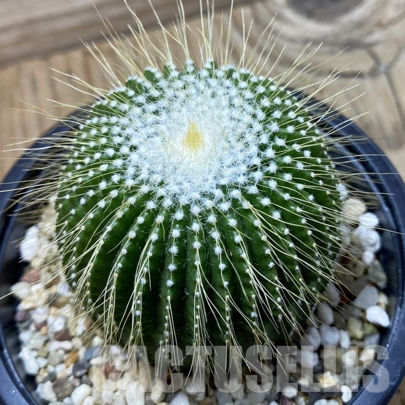 SH24800 Notocactus leninghausii f. inermis