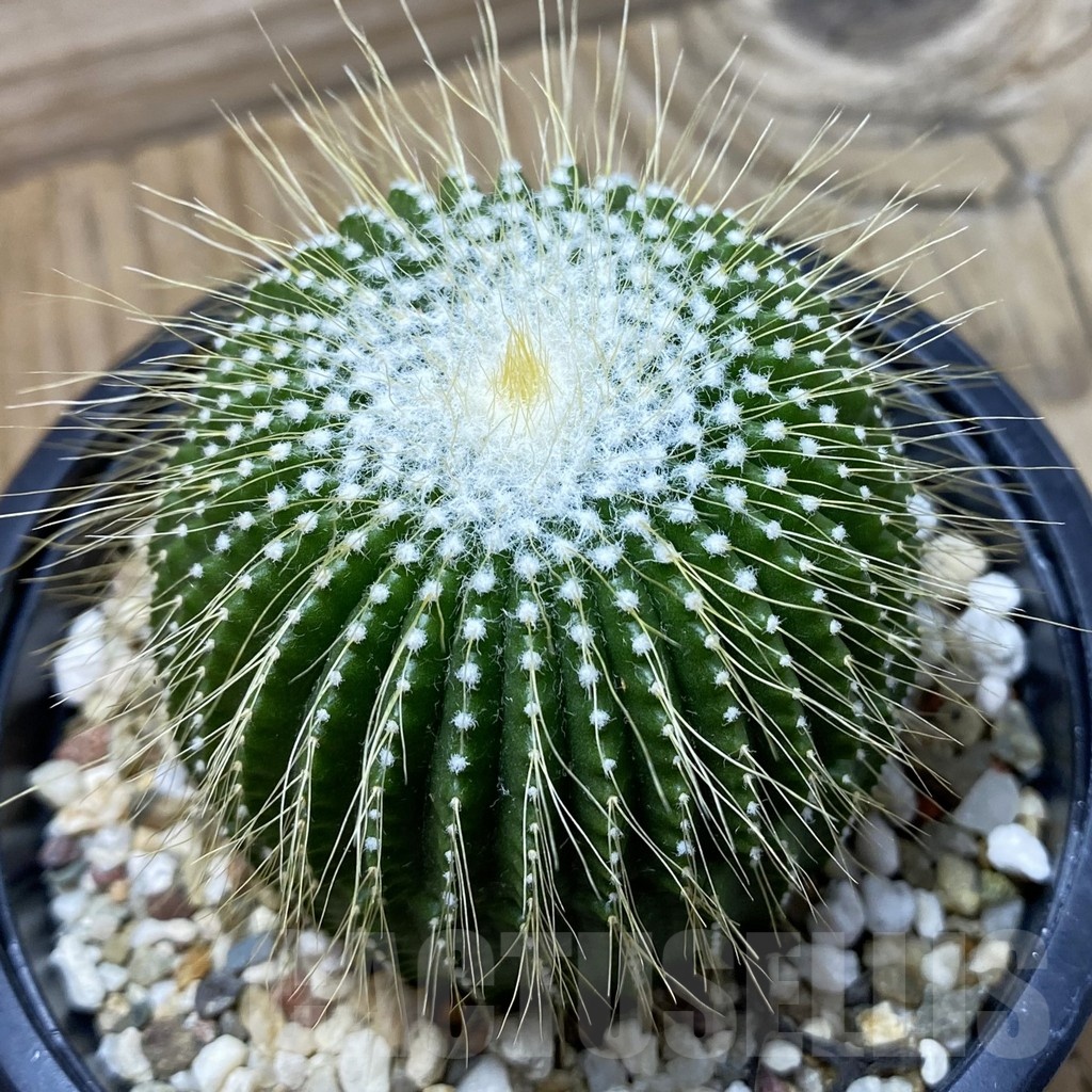 SH24800 Notocactus leninghausii f. inermis