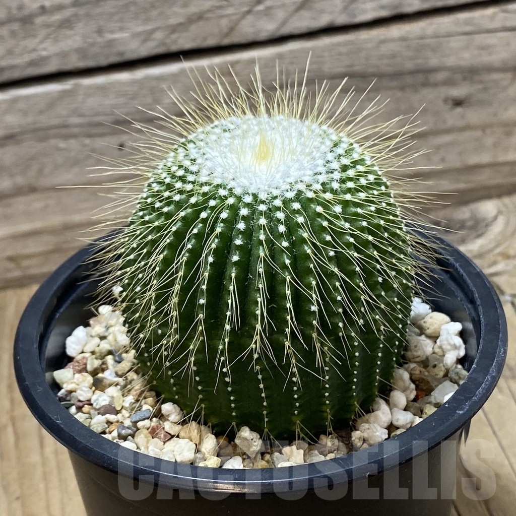 SH24800 Notocactus leninghausii f. inermis – Bild 2