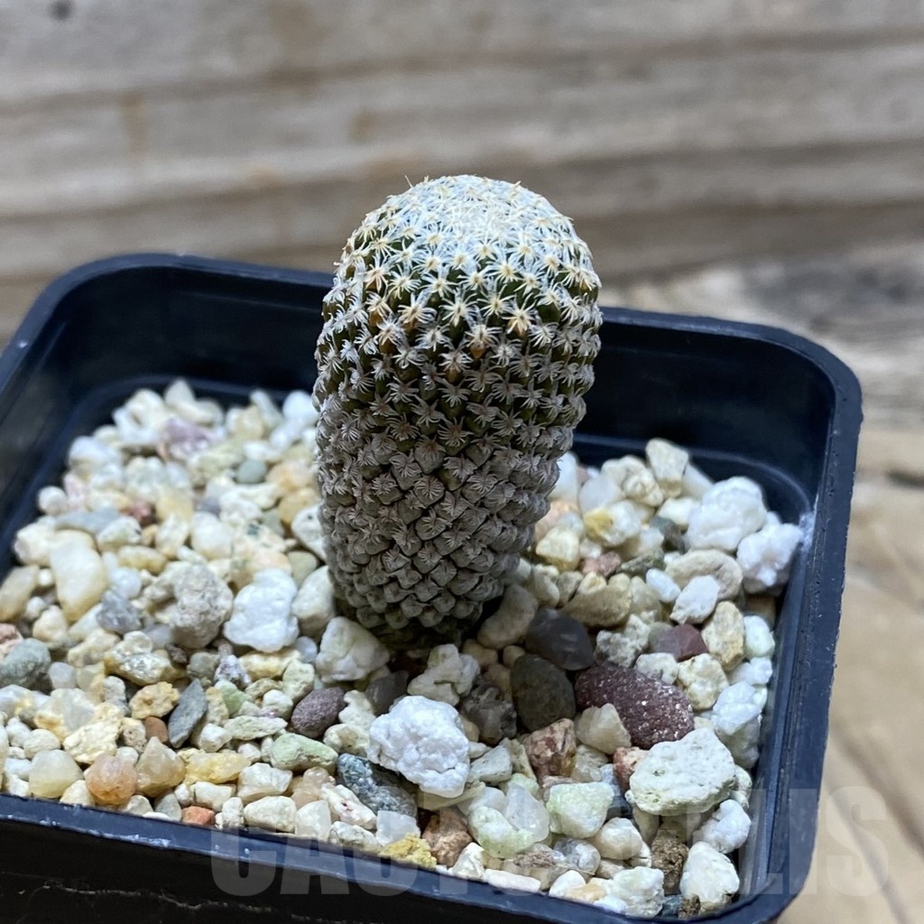 SH24755 Pelecyphora strobiliformis - 画像 (2)