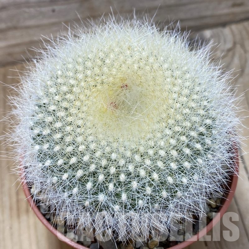 SH24801 Brasilicactus haselbergii